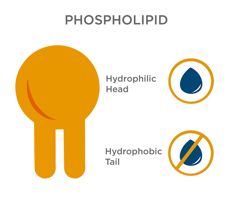 How-do-Liposomes-Work