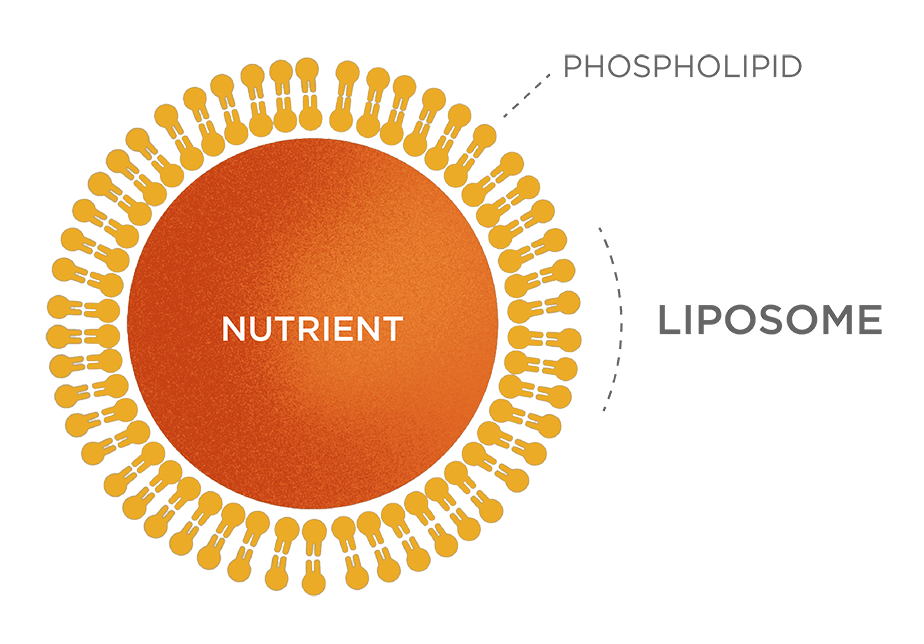 liposome structure